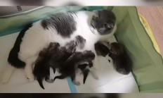 九游体育网页版-被鱼咬狗淘汰烈马分高结鸿图主操接