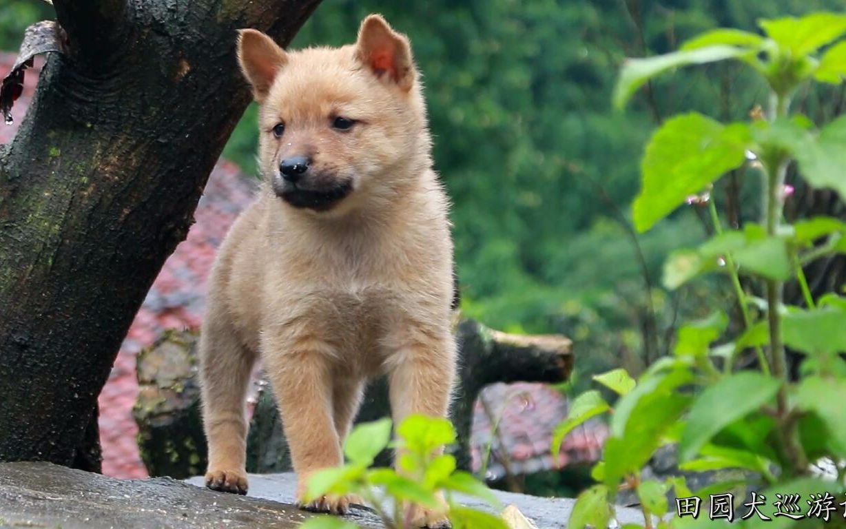 被鱼咬狗淘汰烈马分高结鸿图主操接